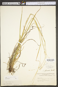 Carex debilis var. rudgei image