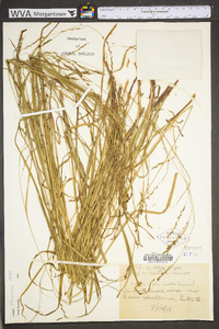 Carex debilis var. rudgei image