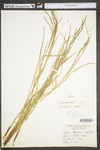 Carex debilis var. rudgei image