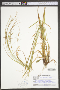 Carex debilis var. rudgei image