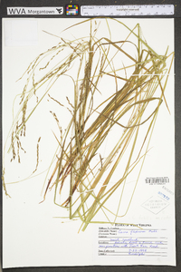 Carex debilis var. rudgei image