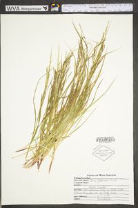 Carex debilis var. rudgei image