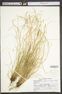 Carex debilis var. rudgei image