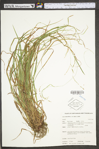 Carex debilis var. rudgei image