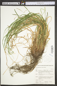 Carex debilis var. rudgei image