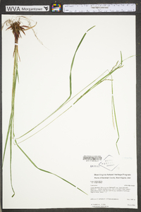 Carex debilis var. rudgei image