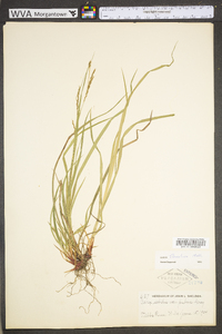 Carex debilis var. rudgei image