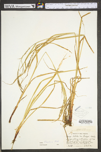 Carex debilis var. rudgei image