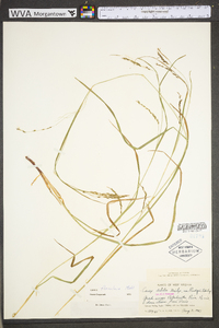 Carex debilis var. rudgei image