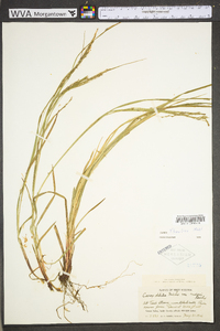 Carex debilis var. rudgei image