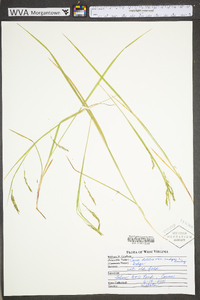 Carex debilis var. rudgei image