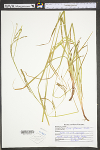 Carex debilis var. rudgei image