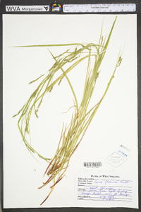 Carex debilis var. rudgei image