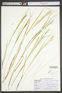 Carex debilis var. rudgei image