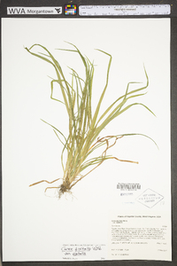 Carex digitalis var. digitalis image
