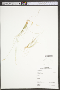 Carex eburnea image