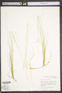 Carex eburnea image