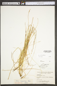 Carex echinata image