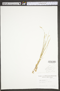 Carex echinata image