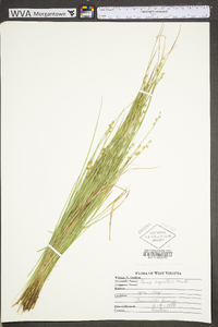 Carex echinata image