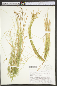 Carex echinata image