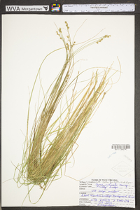 Carex echinata subsp. echinata image