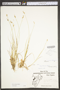 Carex echinata image