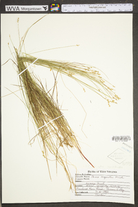 Carex echinata image