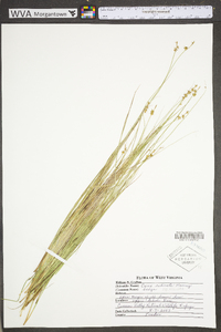 Carex echinata image