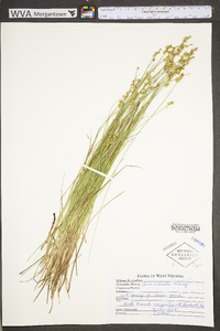 Carex echinata subsp. echinata image