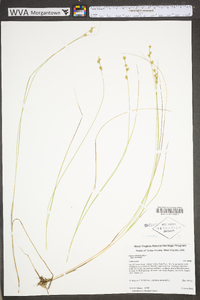 Carex echinata image