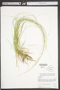 Carex echinata subsp. echinata image