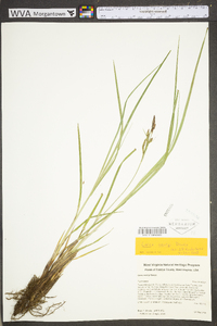 Carex emoryi image