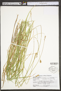 Carex festucacea image