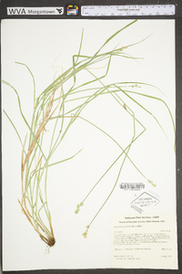 Carex festucacea image