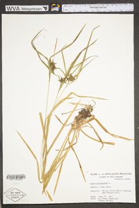 Carex folliculata image