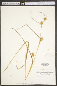 Carex folliculata image