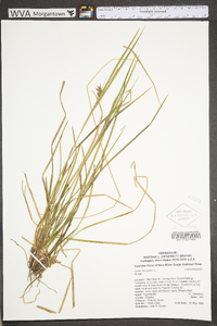 Carex folliculata image