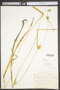 Carex folliculata image