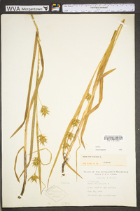 Carex folliculata image