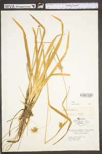 Carex folliculata image