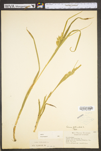 Carex folliculata image