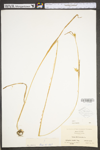 Carex folliculata image