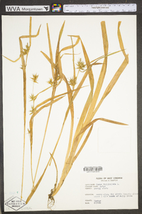 Carex folliculata image