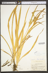 Carex folliculata image