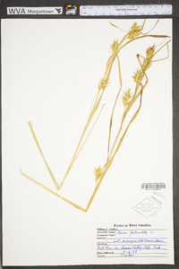 Carex folliculata image