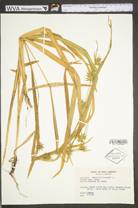 Carex folliculata image