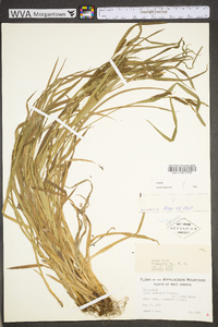 Carex glaucodea image