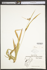 Carex glaucodea image