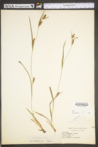 Carex glaucodea image